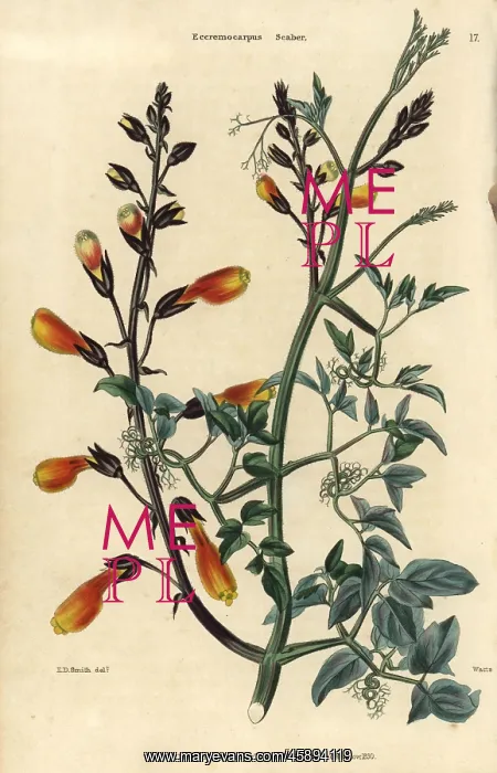 : Yellow flowered Chilean glory creeper, Eccremocarpus scaber : Yellow flowered Chilean glory creeper, Eccremocarpus scaber