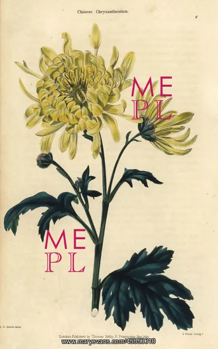 : Yellow flowered Chinese chrysanthemum, Chrysanthemum indicum : Yellow flowered Chinese chrysanthemum, Chrysanthemum indicum