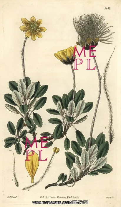 : Yellow-flowered or Drummond's mountain avens : Yellow-flowered or Drummond's mountain avens