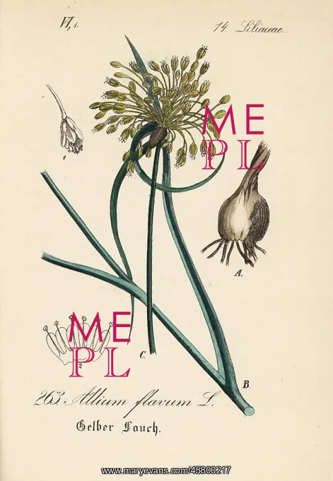 : Yellow-flowered garlic, Allium flavum : Yellow-flowered garlic, Allium flavum