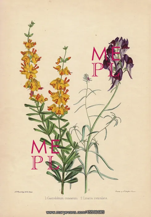 : Yellow-flowered Gastrolobium cuneatum and deep : Yellow-flowered Gastrolobium cuneatum and deep