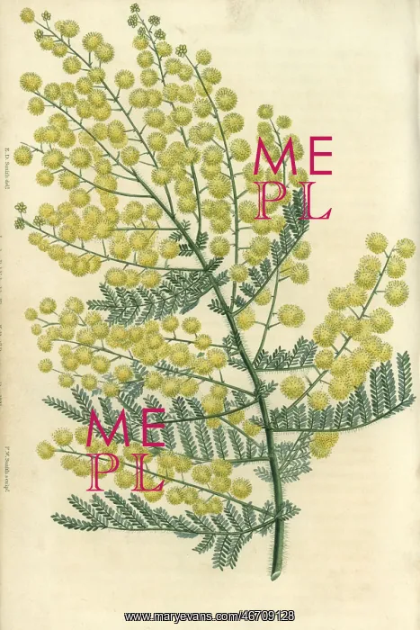 : Yellow flowered hairy-stemmed acacia, Acacia pubescens : Yellow flowered hairy-stemmed acacia, Acacia pubescens