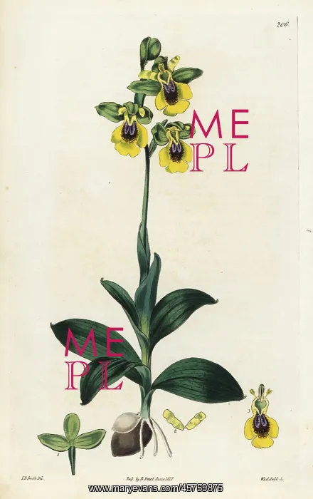 : Yellow-flowered ophrys, Ophrys lutea : Yellow-flowered ophrys, Ophrys lutea