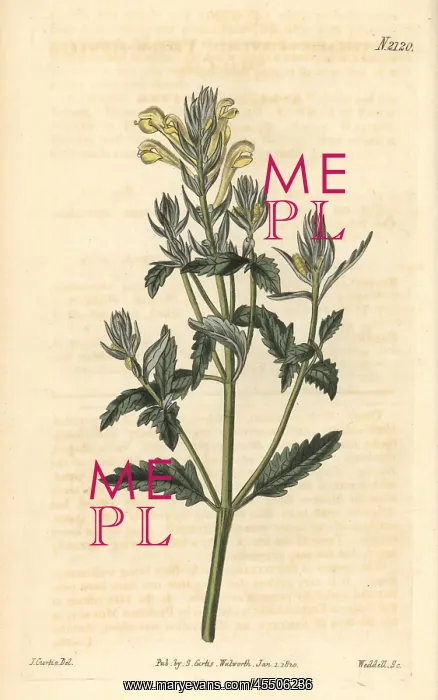: Yellow-flowered skullcap, Scutellaria orientalis : Yellow-flowered skullcap, Scutellaria orientalis