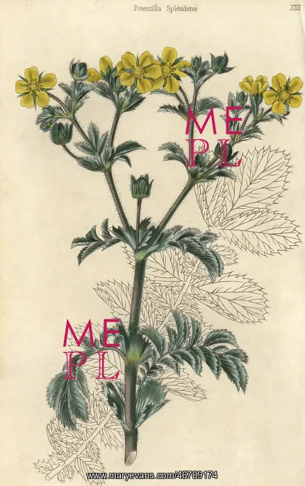 : Yellow flowered splendid cinquefoil, Potentilla splendens : Yellow flowered splendid cinquefoil, Potentilla splendens