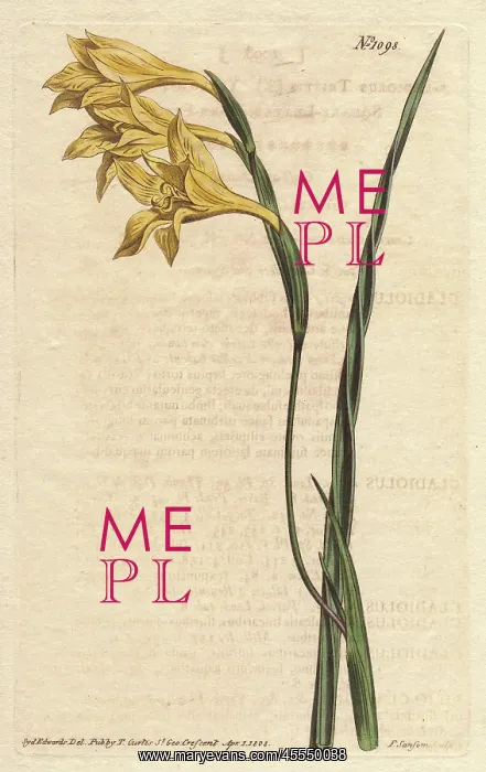 : Yellow-flowered, square-leaved cornflag, Gladiolus tristis : Yellow-flowered, square-leaved cornflag, Gladiolus tristis