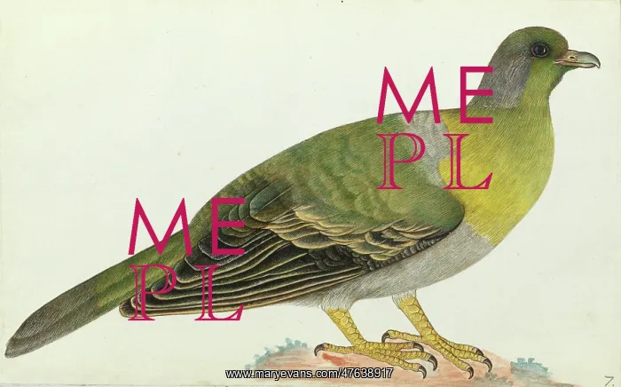 : Yellow-footed green pigeon : Yellow-footed green pigeon