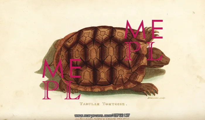 : Yellow-footed tortoise, Chelonoidis denticulata : Yellow-footed tortoise, Chelonoidis denticulata