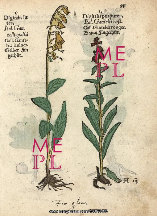 : Yellow foxglove, Digitalis lutea, and common : Yellow foxglove, Digitalis lutea, and common