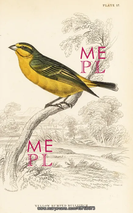 : Yellow-fronted canary (Senegal), Crithagra mozambica : Yellow-fronted canary (Senegal), Crithagra mozambica