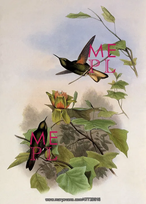 : Yellow-Fronted Panoplites, Panoplites Flavescens : Yellow-Fronted Panoplites, Panoplites Flavescens