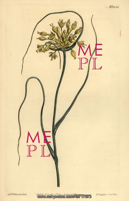 : Yellow garlic, Allium flavum : Yellow garlic, Allium flavum