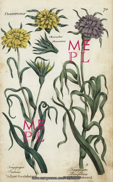 : Yellow goatsbeard and salsify : Yellow goatsbeard and salsify
