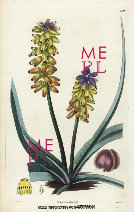 : Yellow grape hyacinth, Muscari macrocarpum : Yellow grape hyacinth, Muscari macrocarpum