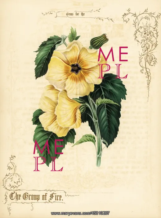 : Yellow hibiscus flowers and foliage : Yellow hibiscus flowers and foliage