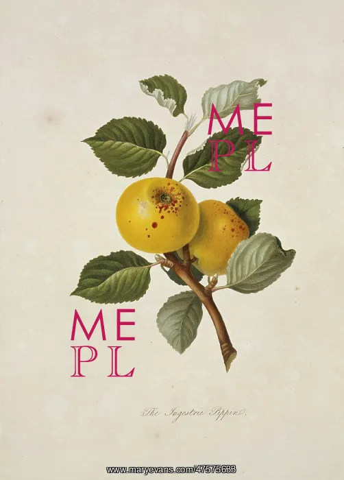 : Yellow Ingestrie Pippin Apple : Yellow Ingestrie Pippin Apple