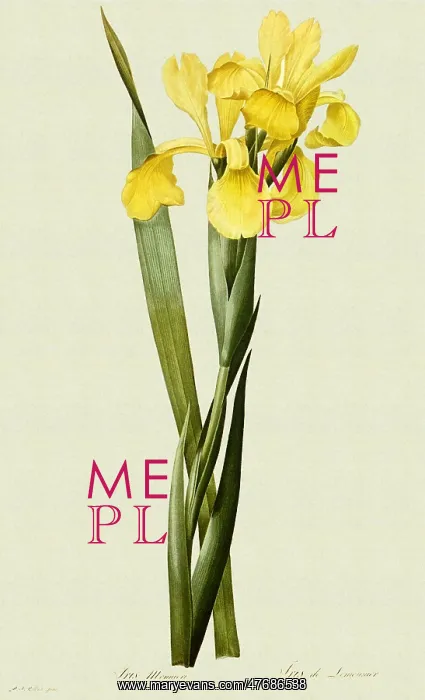 : Yellow Iris : Yellow Iris