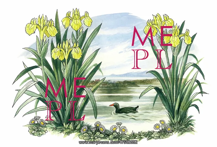 : Yellow Irises, daisies and moorhen : Yellow Irises, daisies and moorhen