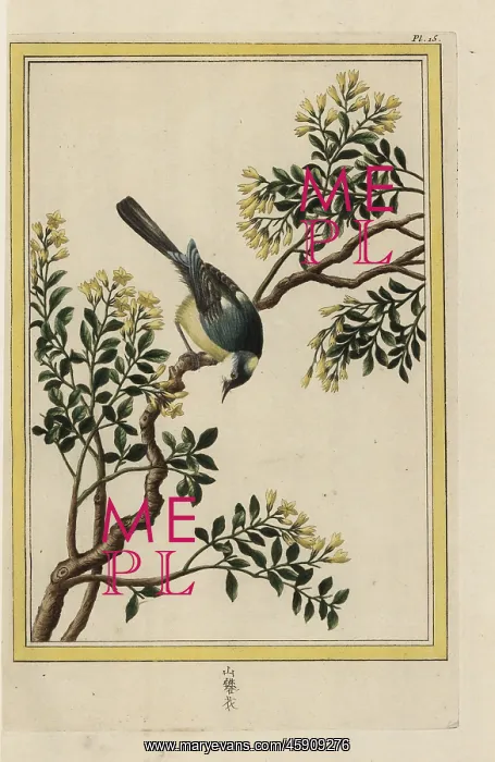: Yellow jasmine, Jasminum humile : Yellow jasmine, Jasminum humile