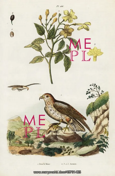 : Yellow jasmine and short-toed snake eagle : Yellow jasmine and short-toed snake eagle