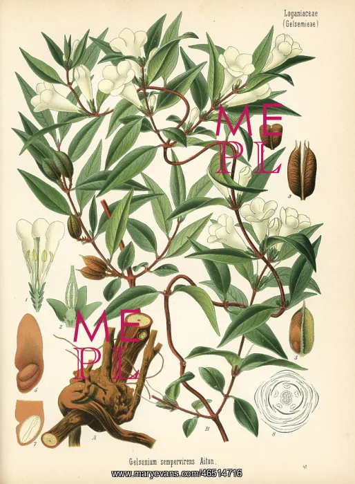 : Yellow jessamine or jasmine, Gelsemium sempervirens : Yellow jessamine or jasmine, Gelsemium sempervirens