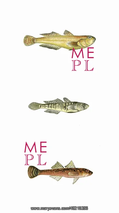 : Yellow, Little, and Two-Spotted Goby : Yellow, Little, and Two-Spotted Goby