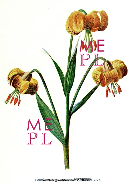  : YELLOW MARTAGON LILY