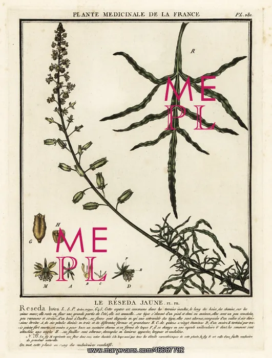 : Yellow mignonette, Reseda lutea : Yellow mignonette, Reseda lutea
