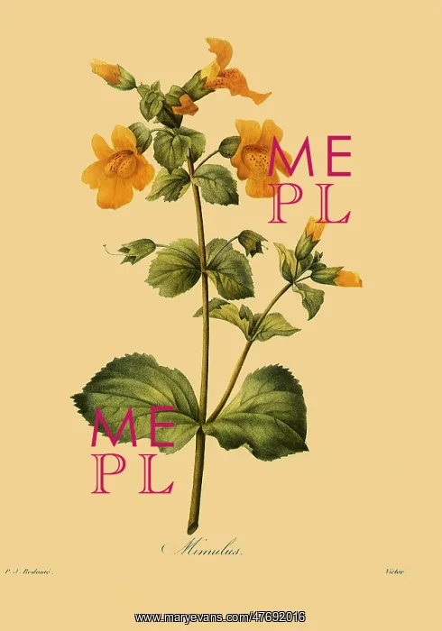 : Yellow Monkey Flower : Yellow Monkey Flower