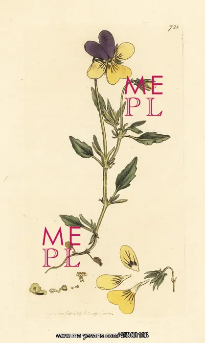 : Yellow mountain pansy, Viola lutea : Yellow mountain pansy, Viola lutea