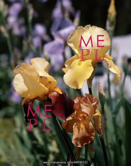 : YELLOW AND ORANGE BEARDED IRIS BLOOMS : YELLOW AND ORANGE BEARDED IRIS BLOOMS