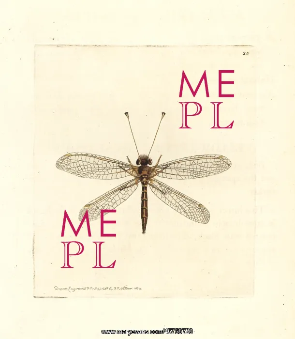 : Yellow owl-fly, Suhpalacsa flavipes : Yellow owl-fly, Suhpalacsa flavipes