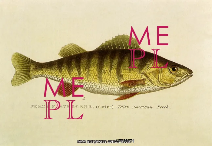 : Yellow Perch : Yellow Perch