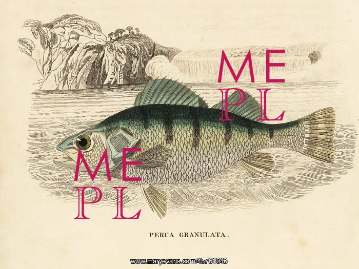 : Yellow perch, Perca flavescens : Yellow perch, Perca flavescens