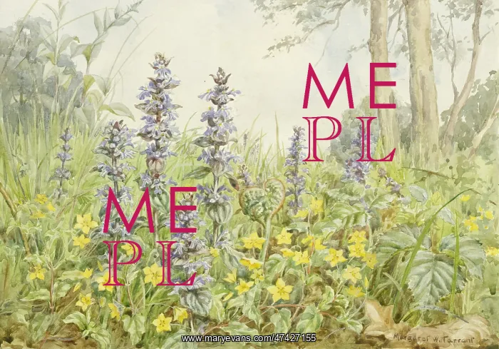 : Yellow Pimpernel and Bugle in a landscape : Yellow Pimpernel and Bugle in a landscape