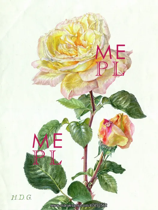  : Yellow and Pink Rose with Bud