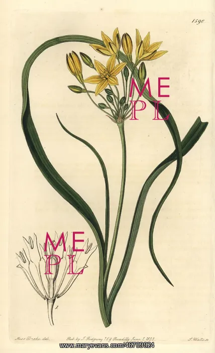 : Yellow prettyface, Triteleia ixioides subsp ixioides : Yellow prettyface, Triteleia ixioides subsp ixioides
