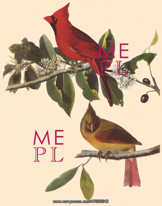  : Yellow and Red Cardinals