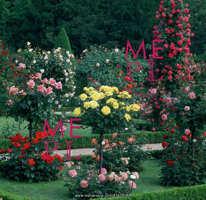 : Yellow, red and pink roses : Yellow, red and pink roses