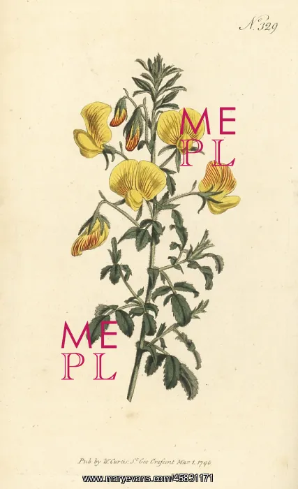  : Yellow restharrow, Ononis natrix