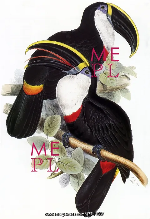  : Yellow-ridged Toucans