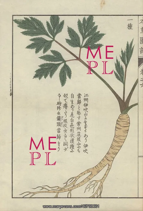 : Yellow root, stem and green leaves of lovage : Yellow root, stem and green leaves of lovage