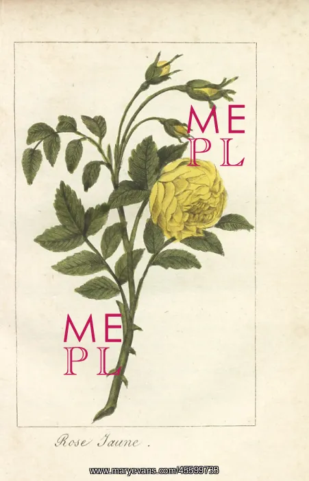 : Yellow rose, Rosa lutea : Yellow rose, Rosa lutea