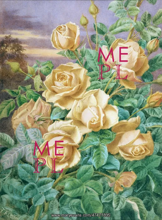  : Yellow Roses