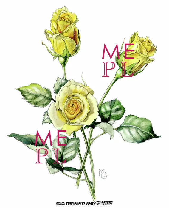 : Yellow Roses
