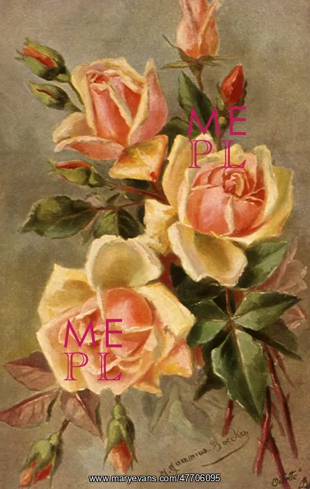 : Yellow Roses : Yellow Roses