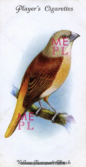  : Yellow-Rumped Finch