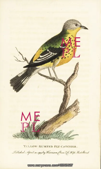 : Yellow rumped warbler, Setophaga coronata : Yellow rumped warbler, Setophaga coronata
