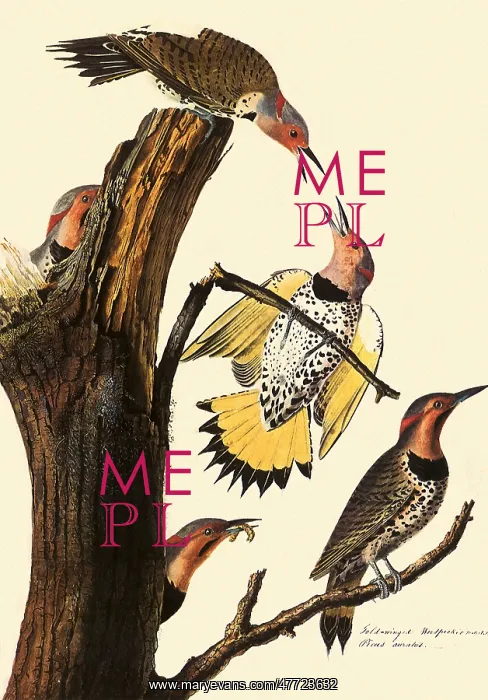  : Yellow-Shafted Flicker, Colaptes auratus