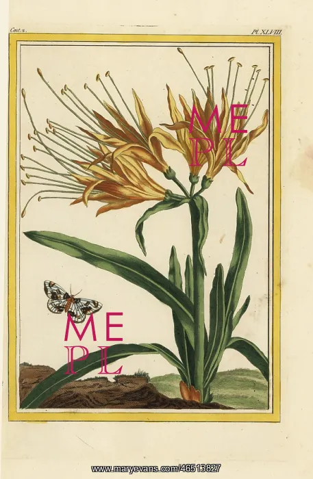 : Yellow spider lily, Lycoris aurea : Yellow spider lily, Lycoris aurea